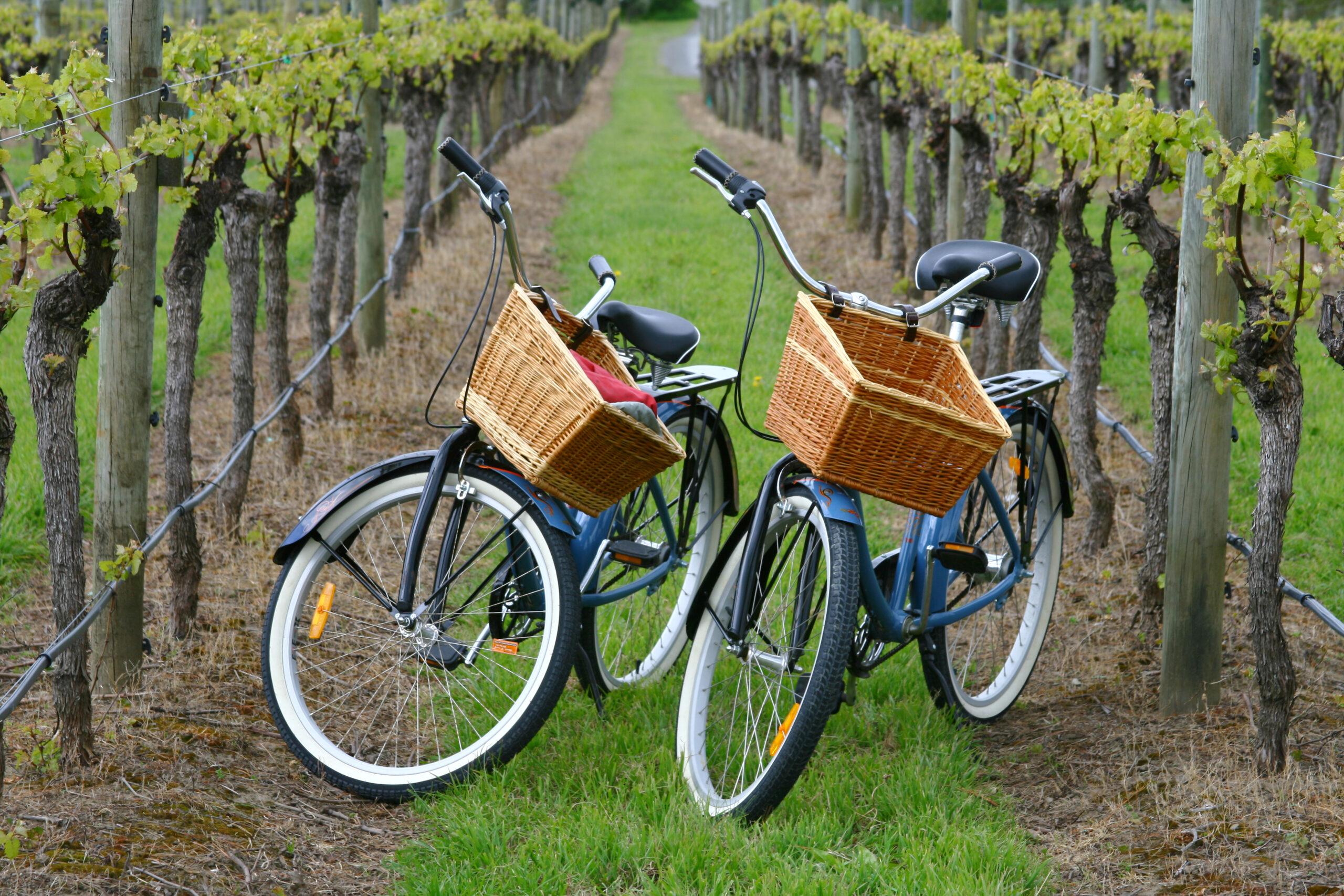 two bicycles on stands in a vineyard